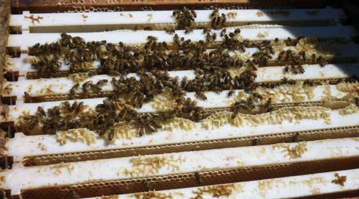 Establishing a Queen and/or Nuc Production Business Workshop