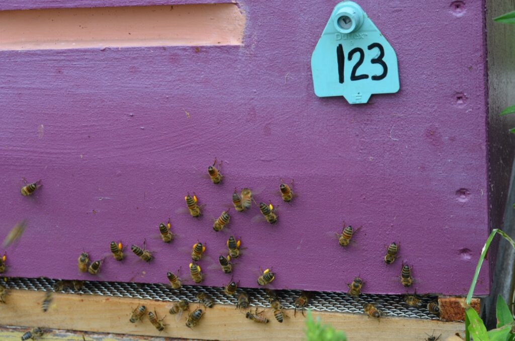 Bee Biosecurity Workshop – ONLINE