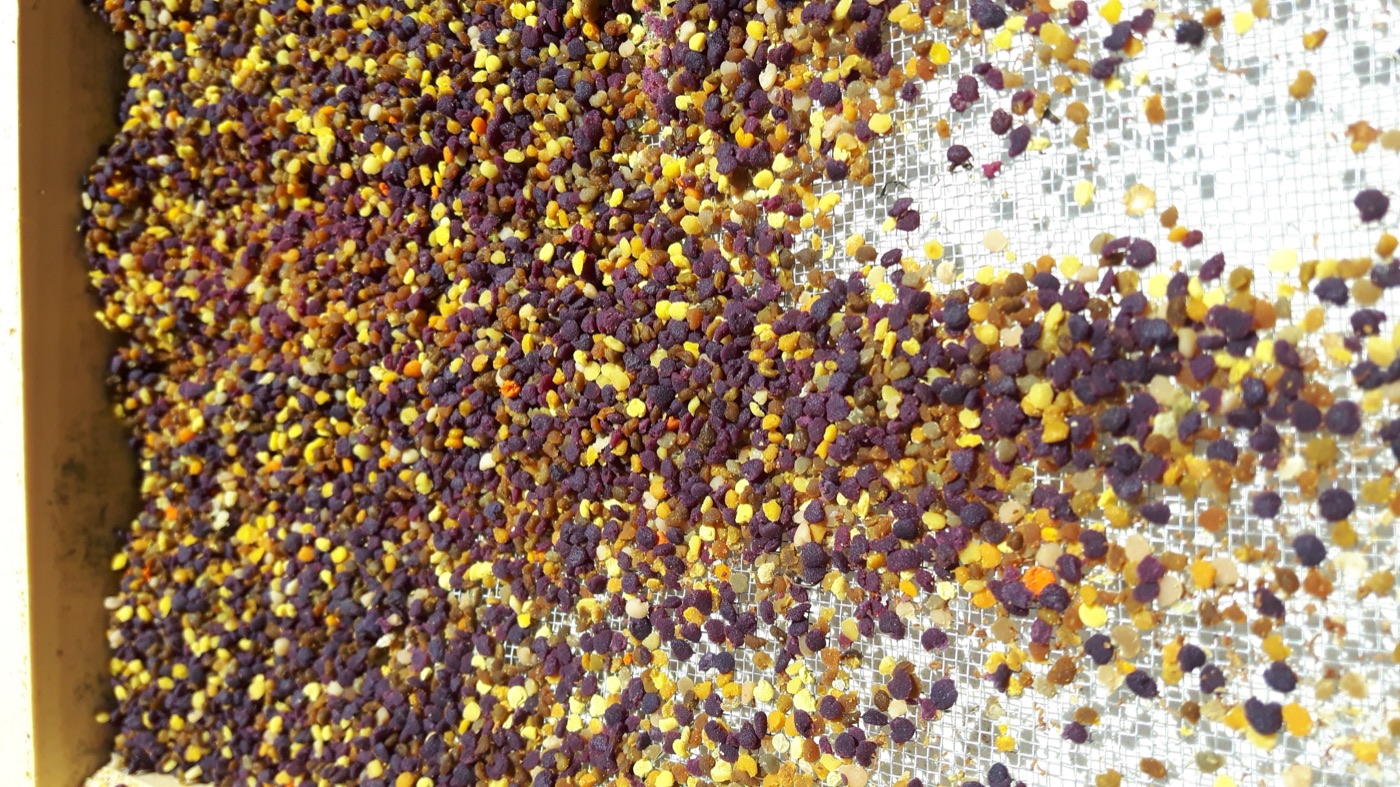 Pollen collected by honey bees